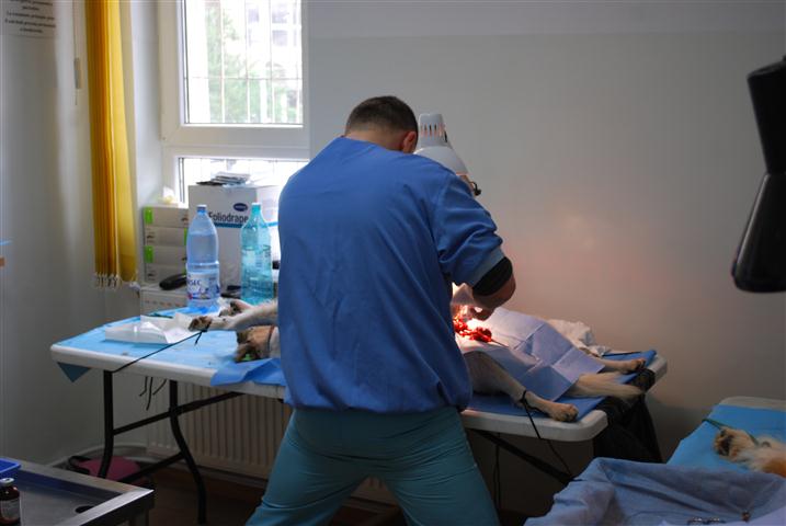 sterilizare Asociatia ADRO Botosani  