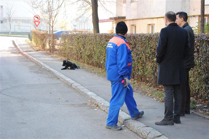 caini comunitari prinsi la Botosani 