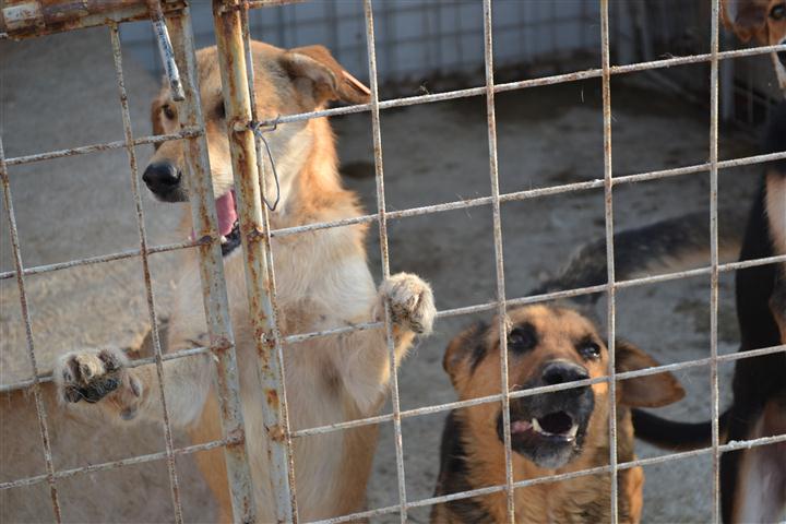 o firma din botosani vrea sa faca un adapost de caini la Suceava