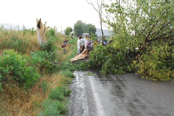 copac cazut pe drumul Botosani Iasi  