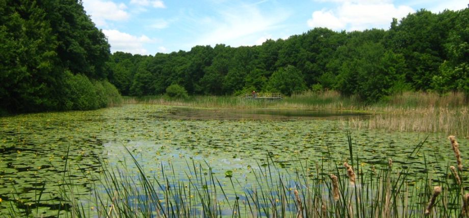 lacul cu nuferi Ipotesti  