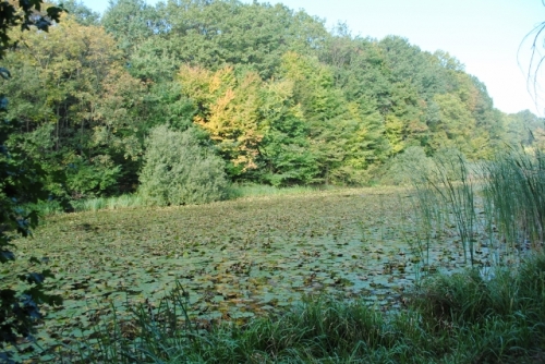 cj botosani cumpara lacul cu nuferi 