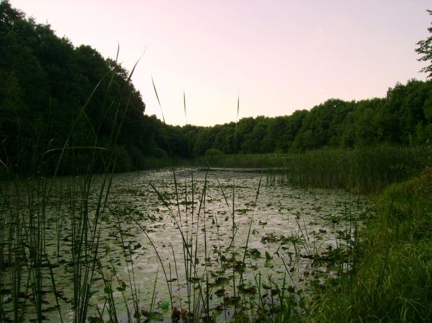 lacul cu nuferi Ipotesti proces CJ Botosani Dorin Vasiliu   