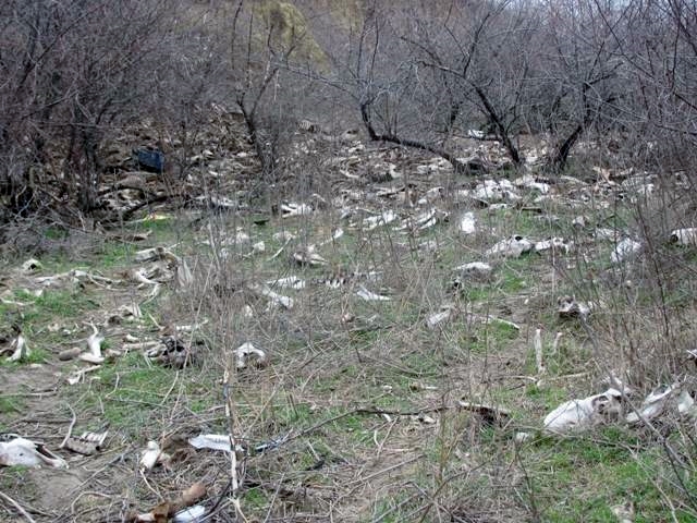 copite de cal la granita botosani si suceava 